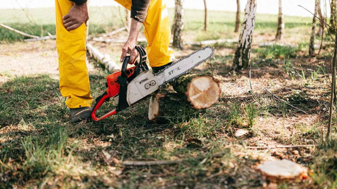 Best Residential Tree Removal  in Willow, AK